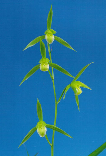 No:5657竜雪 - 寒蘭/山野草販売【東美園】