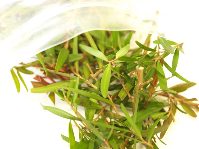 herbique（ハービック）蒸留用ハーブ レモンティーツリー1パック 香り