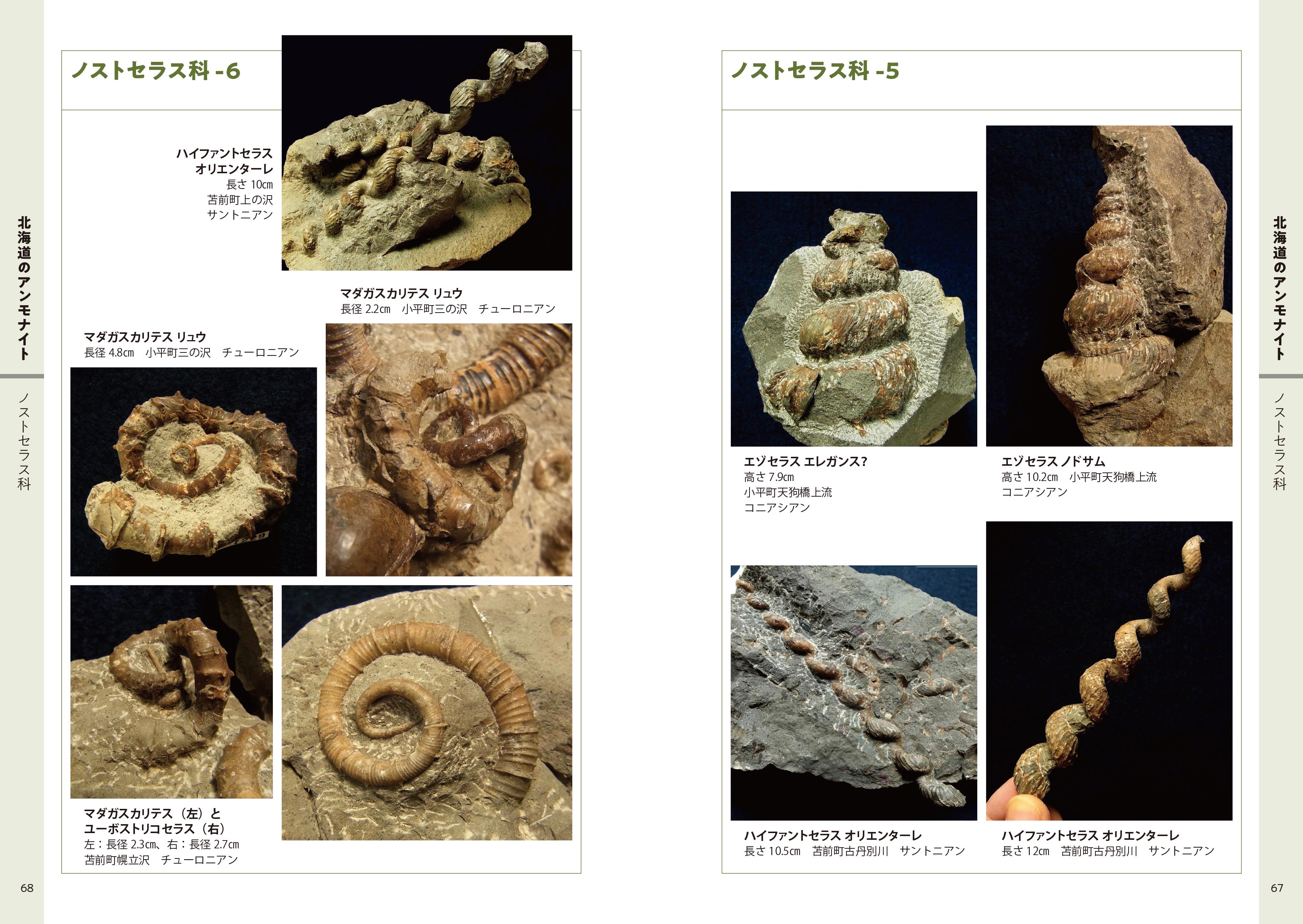 日本のアンモナイト