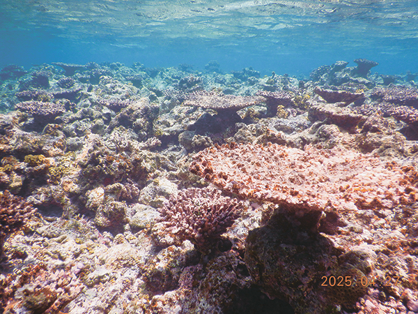 サンゴ死滅範囲拡大 石西礁湖、回復困難な状態か