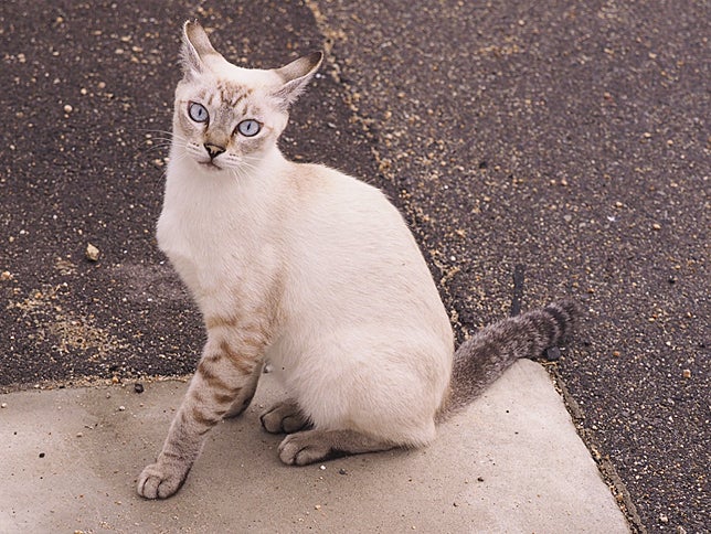 瀬戸内の猫島に住む、絵になるシャム猫 : 読売新聞