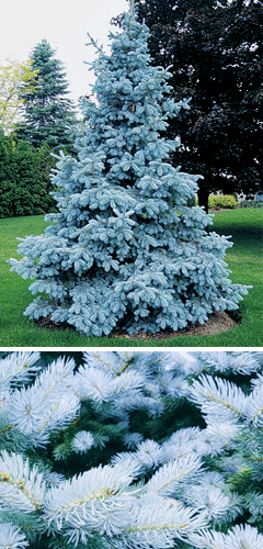 コニファーの最高峰！クリスマスの木・プンゲンストウヒ(コロラド