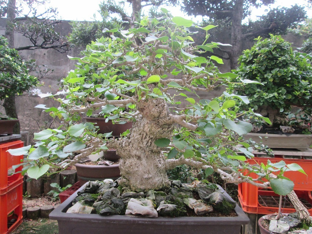 大浜朴おおはまぼうオオハマボウ模様木 荒皮 太幹 樹高：約48cm