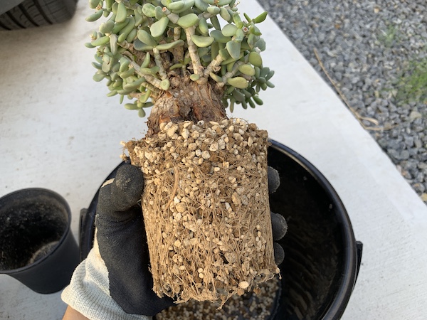 現地球ケラリア・ピグマエアの植替え｜カタチ製作所鉢｜BOTANILIFE