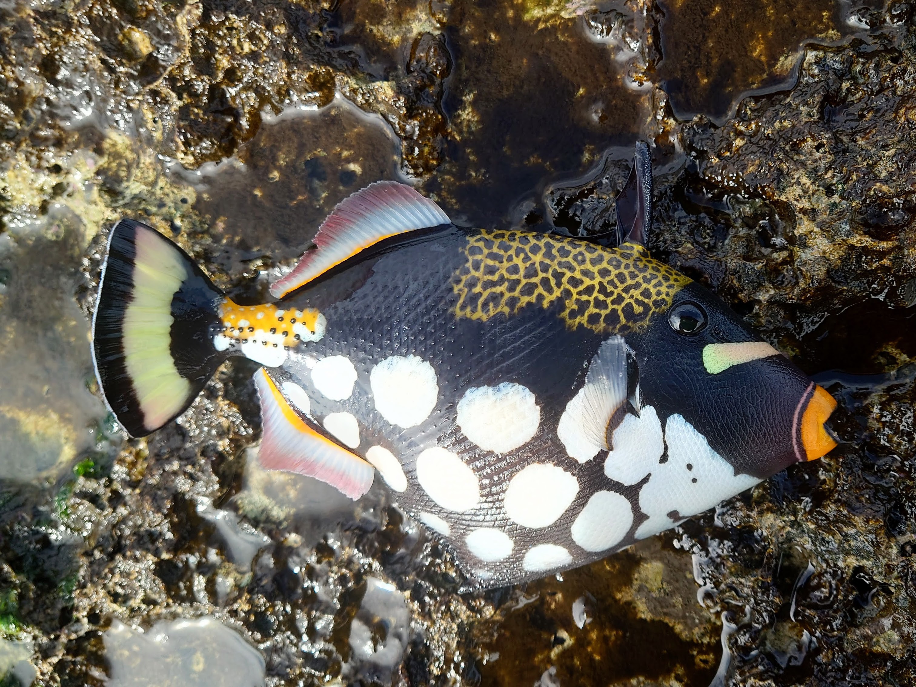 モンガラカワハギ(2024.11.20) - WEB魚図鑑