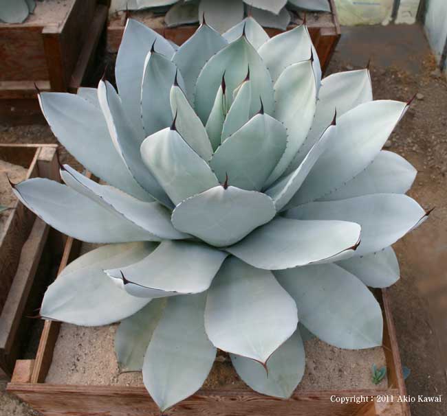 アガベ パリ－・トランカータ