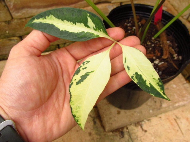 ツピタンサス シェフレラ・ピュックレリ 極麗斑入り | 希少植物の販売