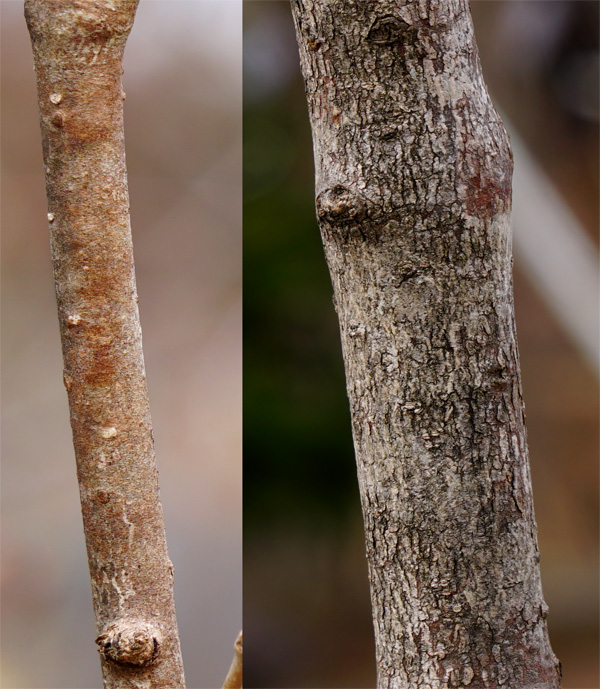 山採り自然樹形オトコヨウゾメ販売 秋元園芸