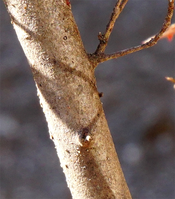 山採り自然樹形バイカツツジ販売 秋元園芸