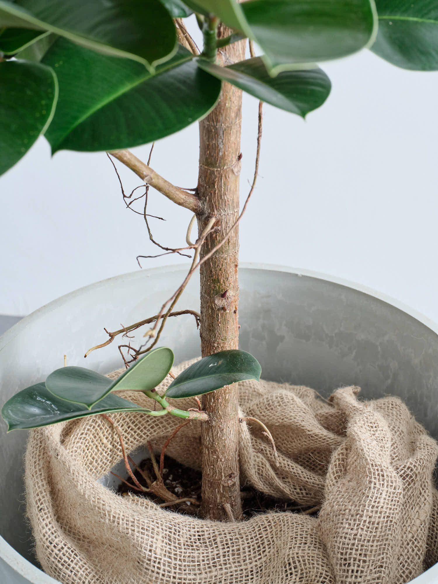 フィカス・ソフィア XL | 観葉植物の通販 AND PLANTS (アンドプランツ)