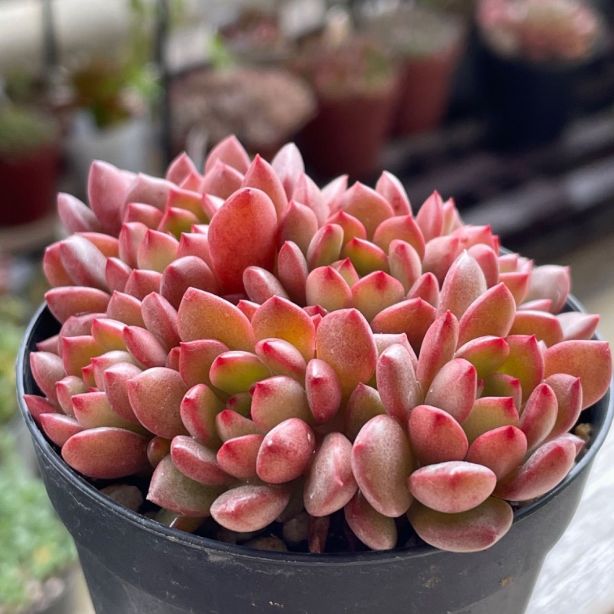 多肉植物 ピンクルルビー♡抜き苗