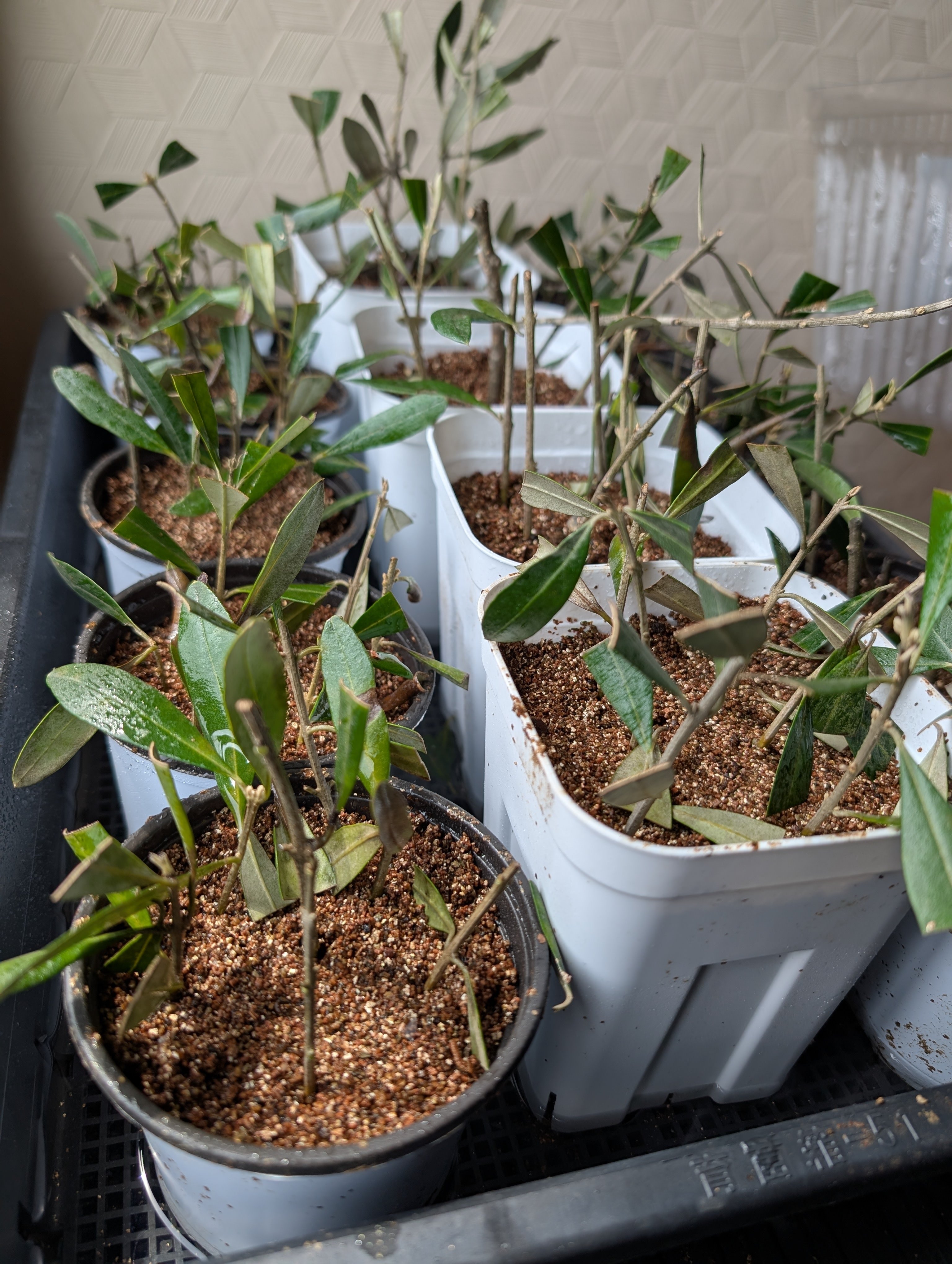 反省忘備録】オリーブ挿し木100本作って失敗したこと｜テレワークで