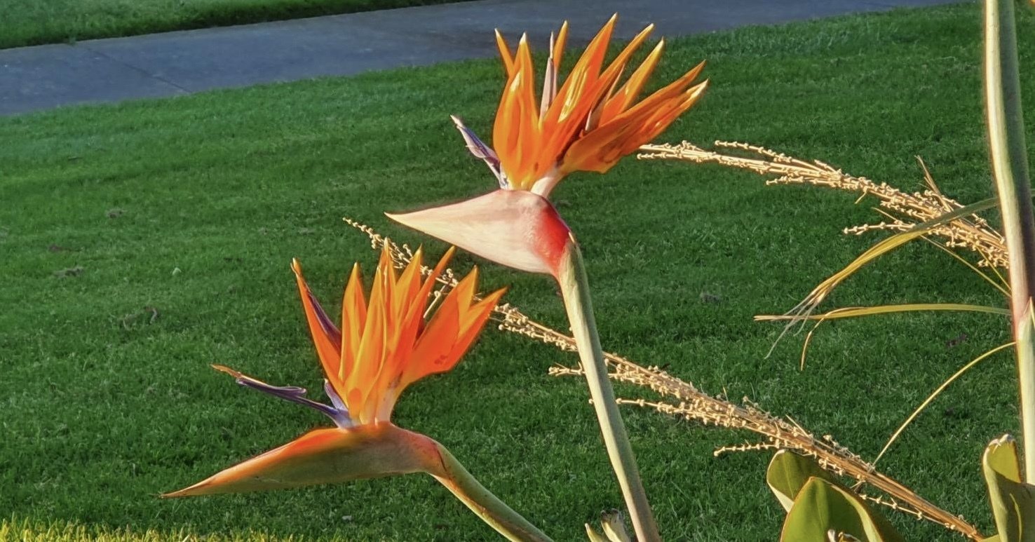 ストレリチア レギネ 〜 極楽鳥花 1｜Strelitzia