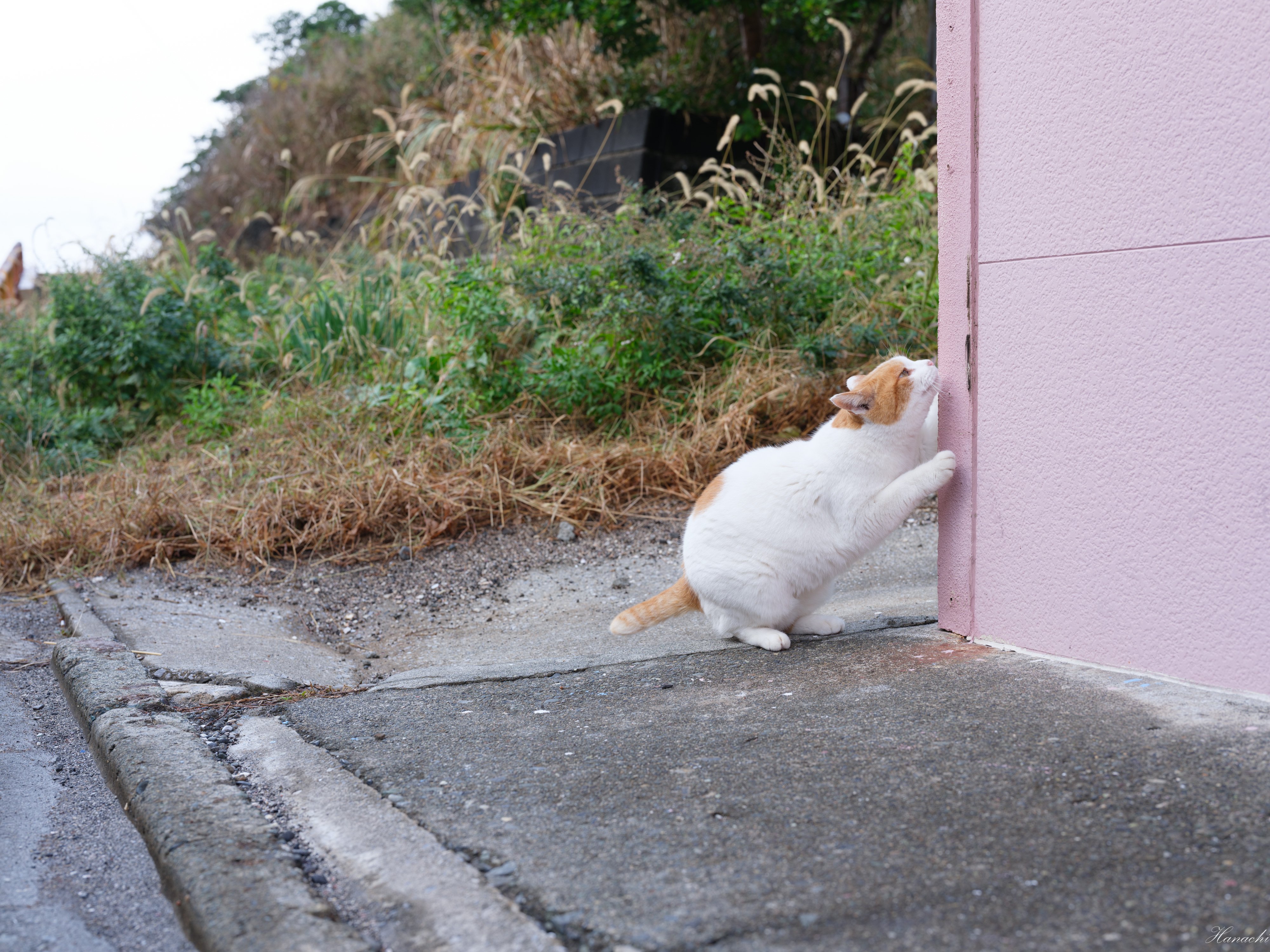 三浦半島 城ヶ島のネコちゃんたち｜はなち みつき