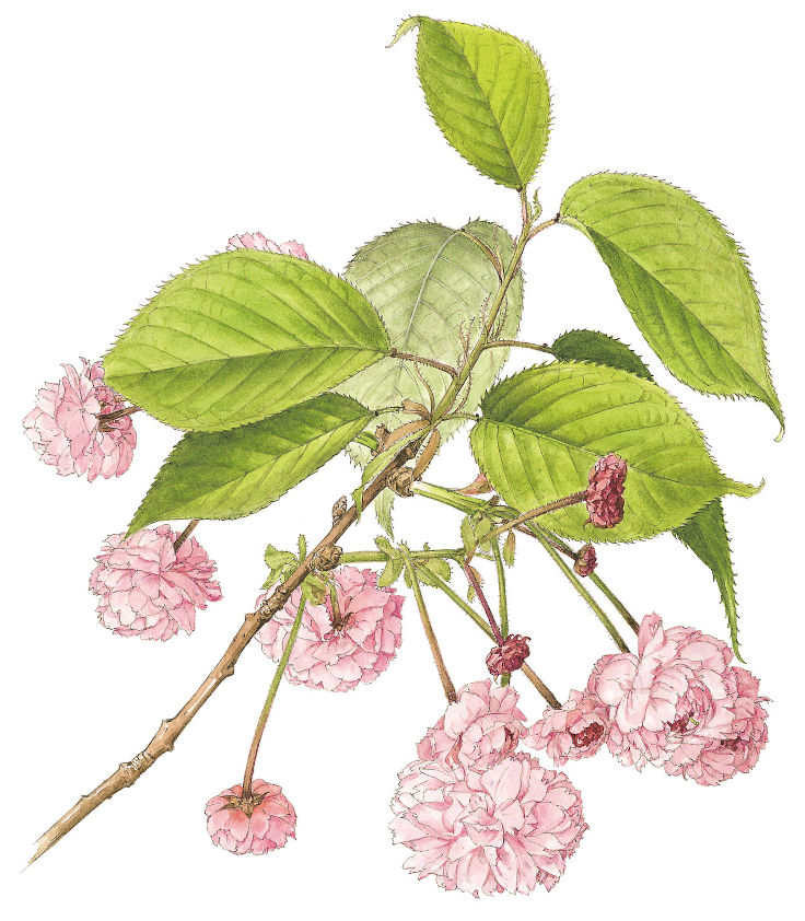 植物画の先駆者として活躍した太田洋愛氏の業績を紹介する「ボタニカル