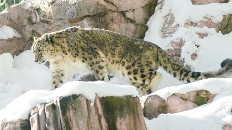 もふもふ！直径約15センチのこの“しっぽ”、誰の？【円山動物園さんぽ