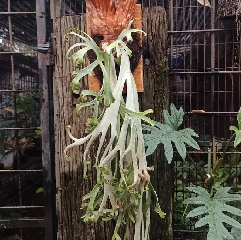 Platycerium Willinckii Roll - Aroid Nursery