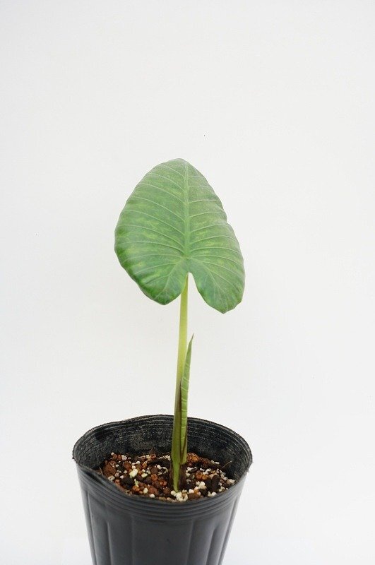 Yahoo!オークション -「robusta」(観葉植物) の落札相場・落札価格