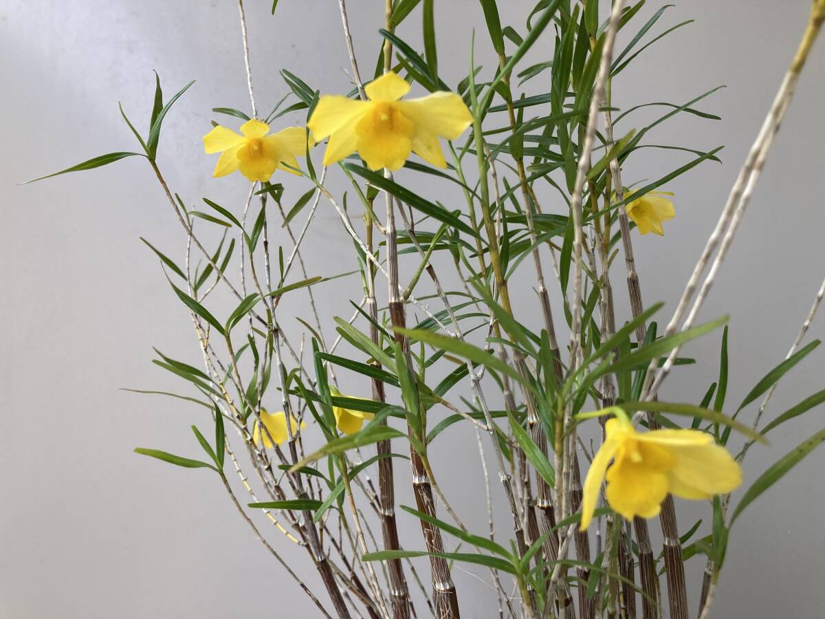 Yahoo!オークション - 富貴蘭・紅天狗 富貴蘭 長生蘭 セッコク 山野草