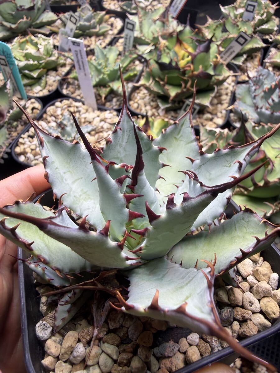 Yahoo!オークション -「アガベ ハイブリッド」の落札相場・落札価格