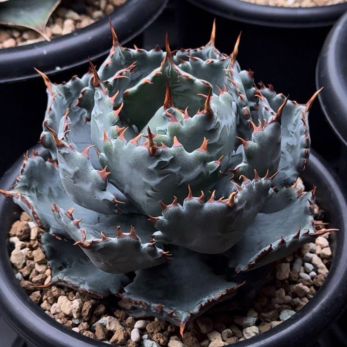 Yahoo!オークション - 【FK PLANTS】 Agave hybrid '姫蠍蟹' （子株）