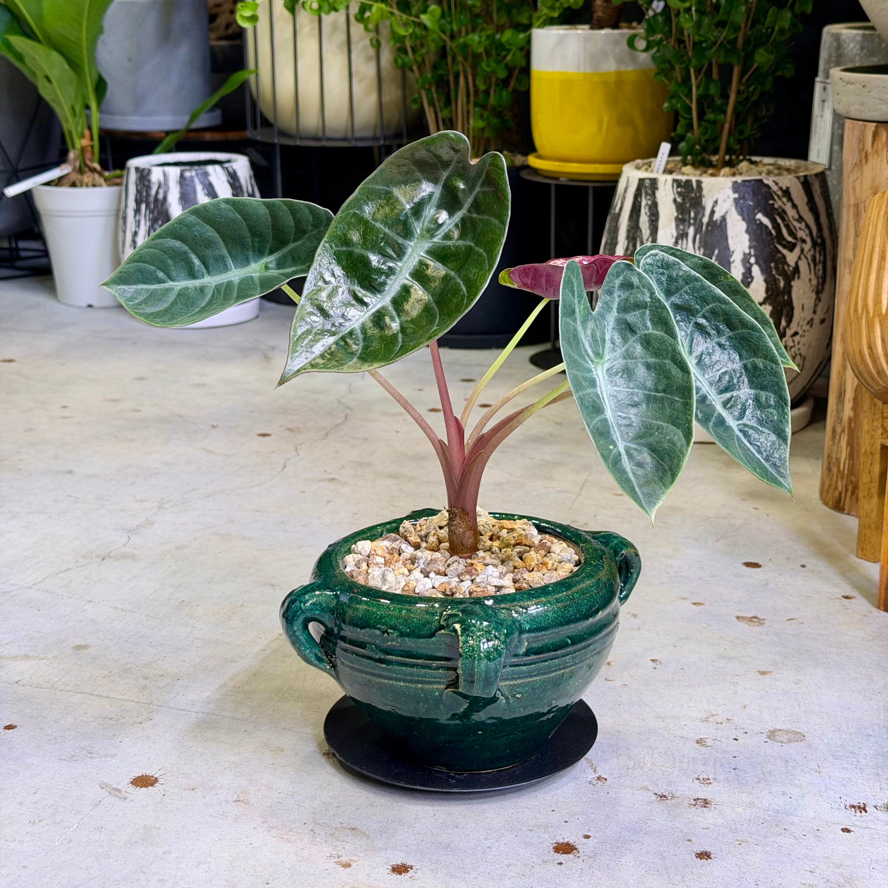 3872ea06a15178295a2d3e583d0152