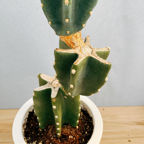 現品］G 柱サボテン 鬼面角 ブランチ 7号 観葉植物 室内 おしゃれ 棘