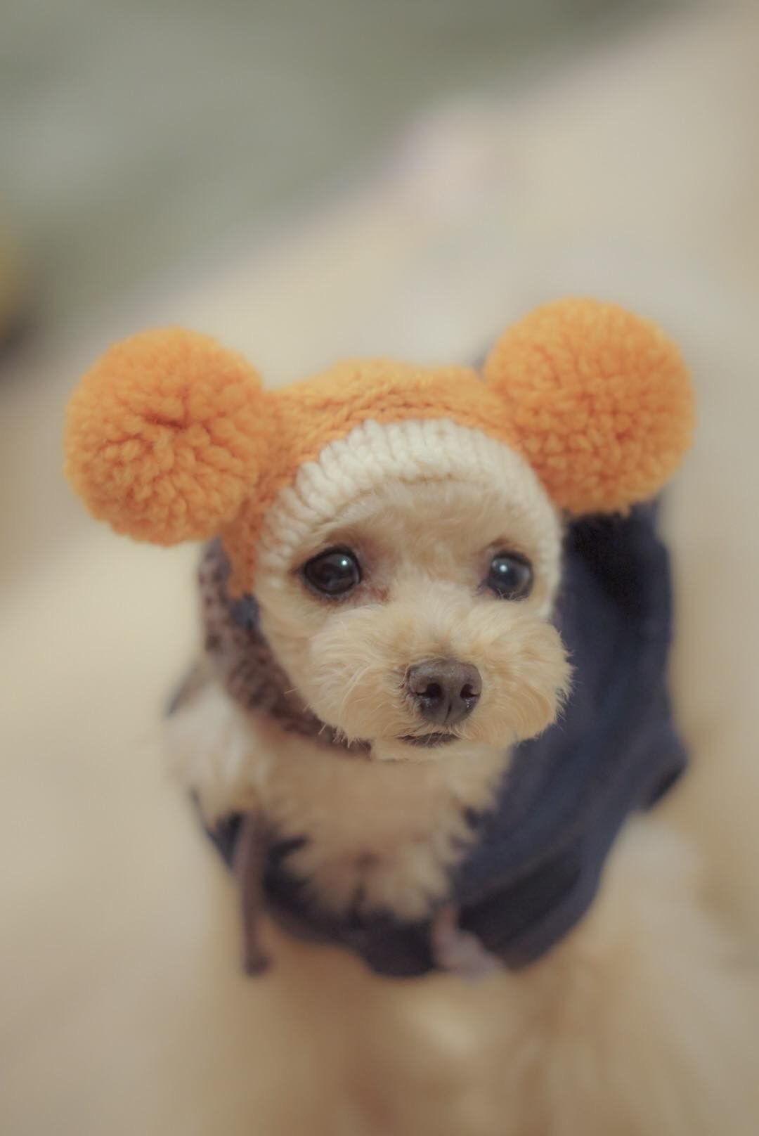 ワンちゃんセーターとニット帽子のお店 手編みニット工房korori knitting