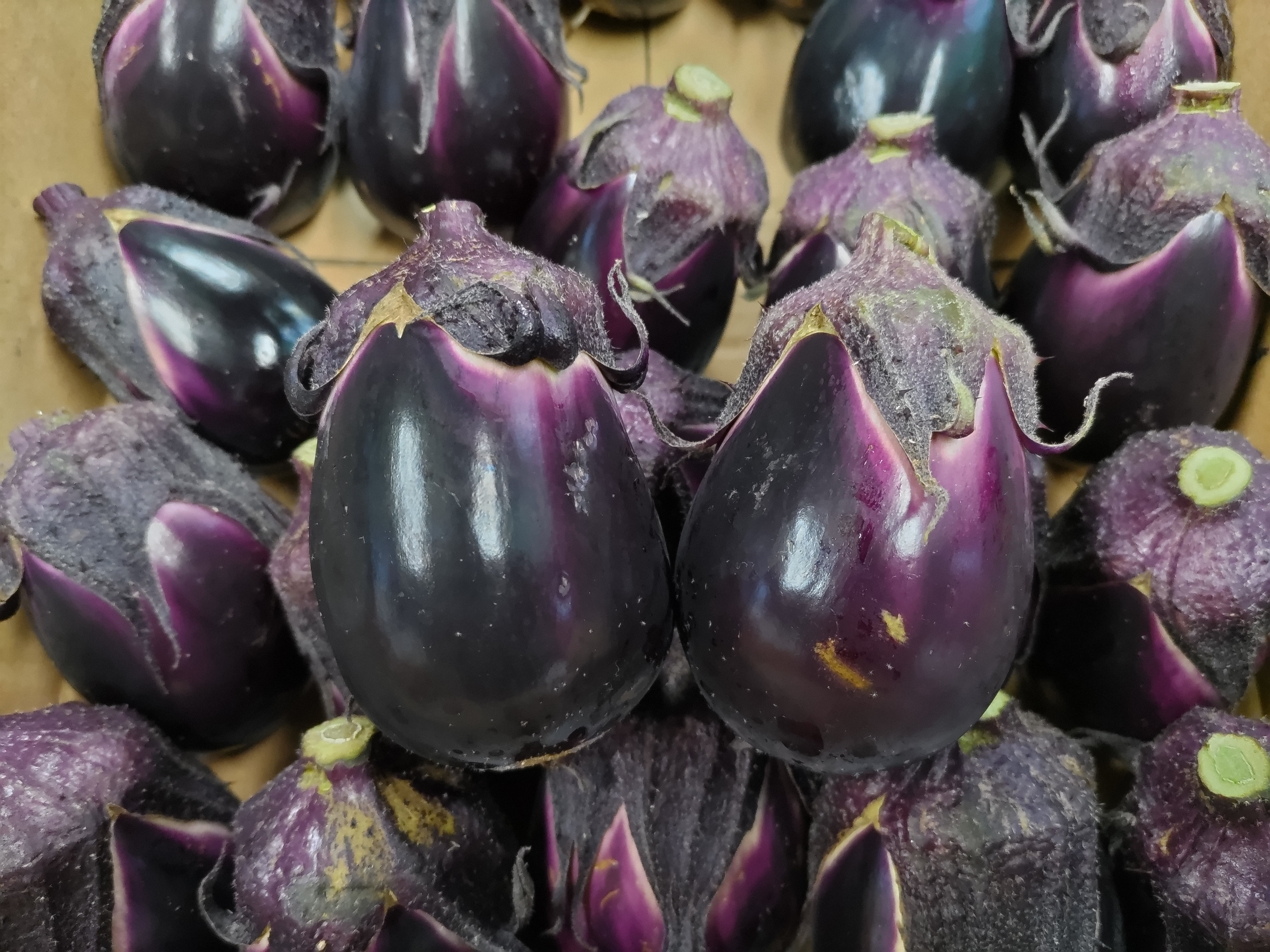 今年も来ました「新潟十全茄子」 - 東京 手造り漬け物の坂井善三商店