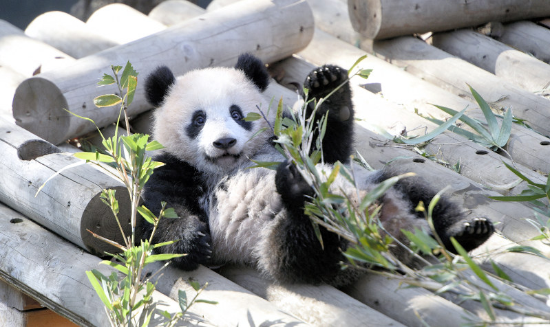 上野動物園：シャンシャンすくすく 好奇心旺盛 | 毎日新聞