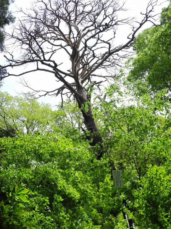 山形「太さ日本一」の大アカマツ 枯死で伐採へ 楽器活用を検討 | 毎日新聞