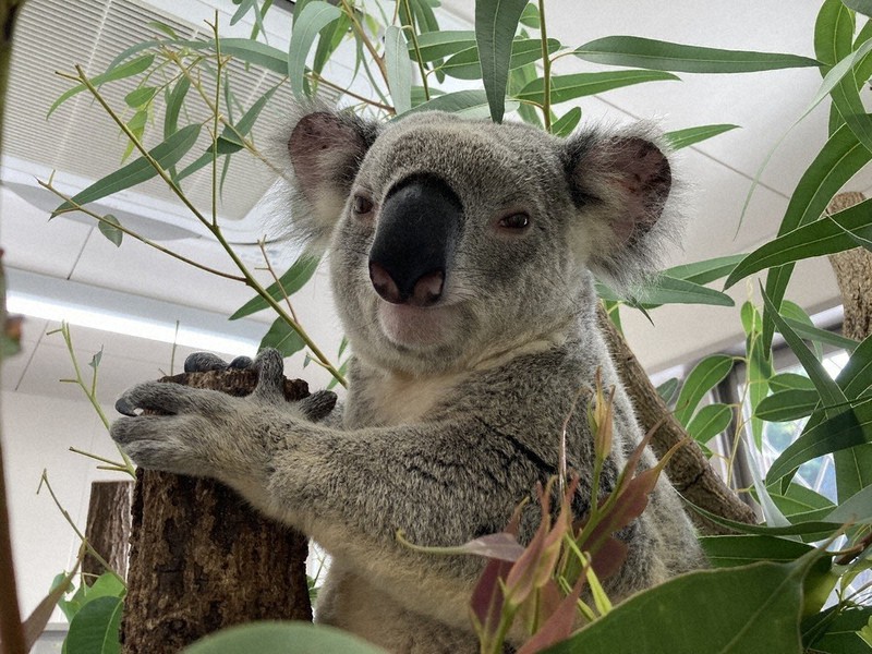 平川動物公園、開園50周年 式典に市民ら50人 仲間入りコアラお披露目も