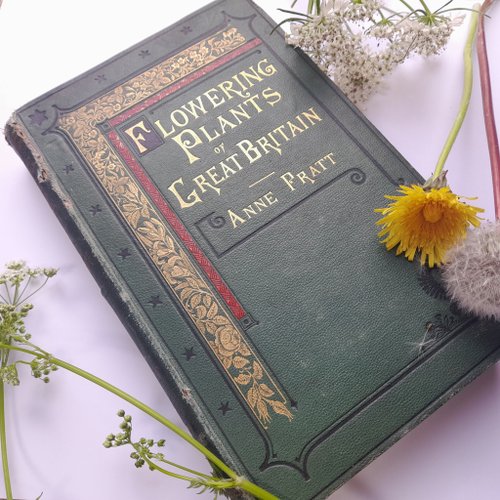 台湾 1873年 アンティー ク印刷の植物図鑑 ヴィクトリア朝の挿絵は