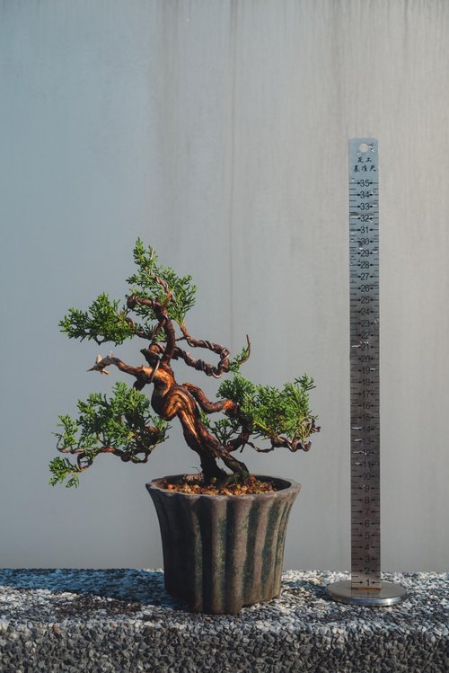 台湾 糸魚川真柏ミニ盆栽 水線と舎利彫刻が織りなす多彩な表情