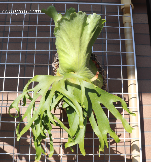 ビカクシダ・コロナリウム・フィリピネス・ドワーフ〔Platycerium