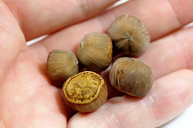 日本在来種のヘーゼルナッツは小さいけどおいしかった :: デイリー