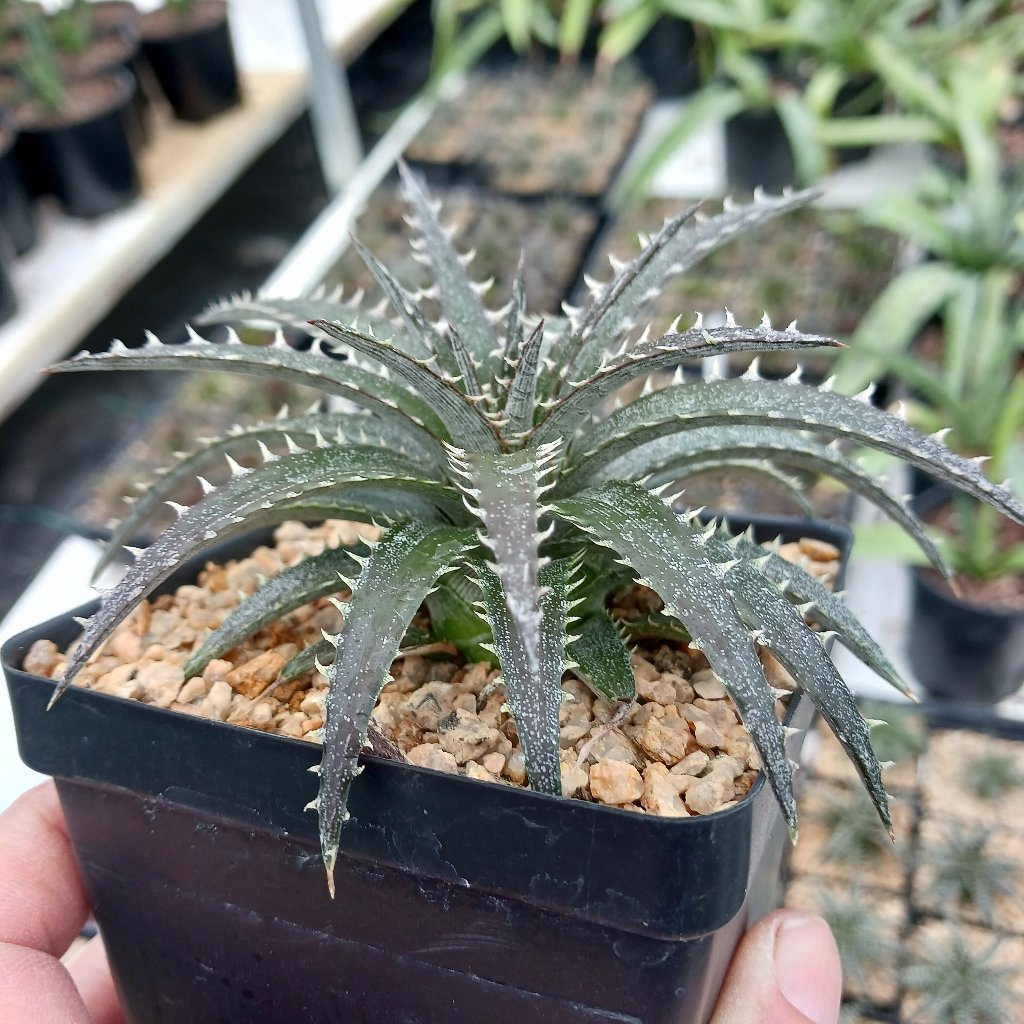 Dyckia 