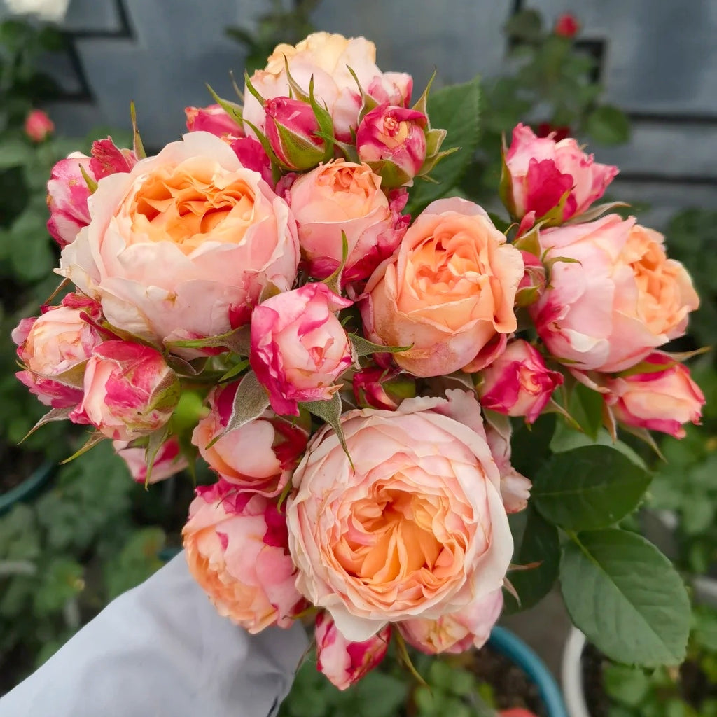 Fire X-pression Rose-大花美人｜Chinese shrub Rose – Ergongzy Roses