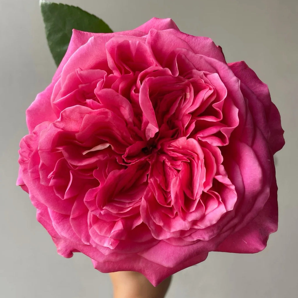 Hot X-pression Rose-火热印象｜Netherlands Cut Rose – Ergongzy Roses
