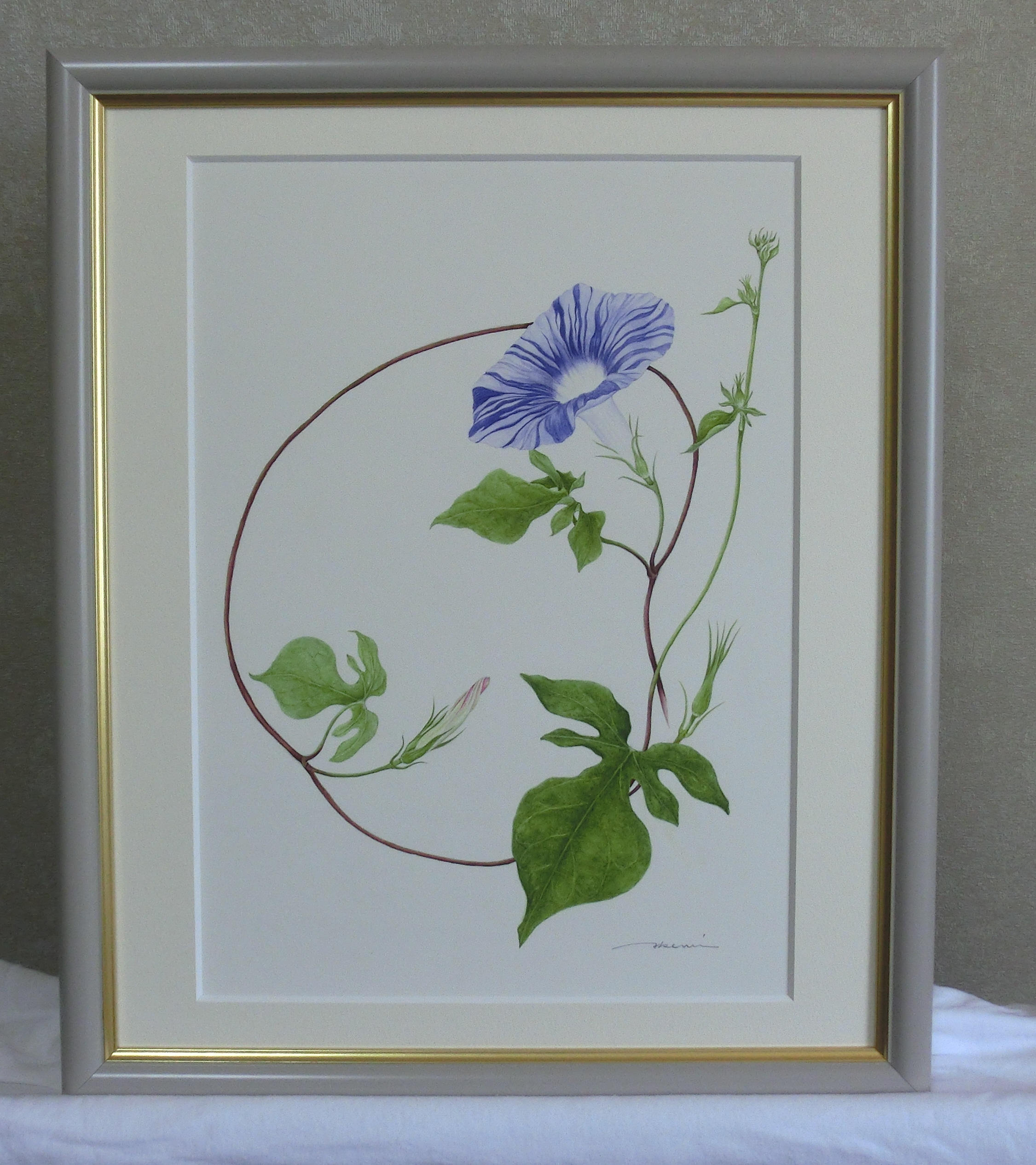 ボタニカルアート「変化朝顔 鏑葉」 by まついあけみ - 絵画販売・購入