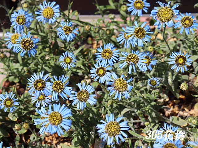 キングフィッシャーデージー｜園芸植物小百科｜育て方｜花の写真