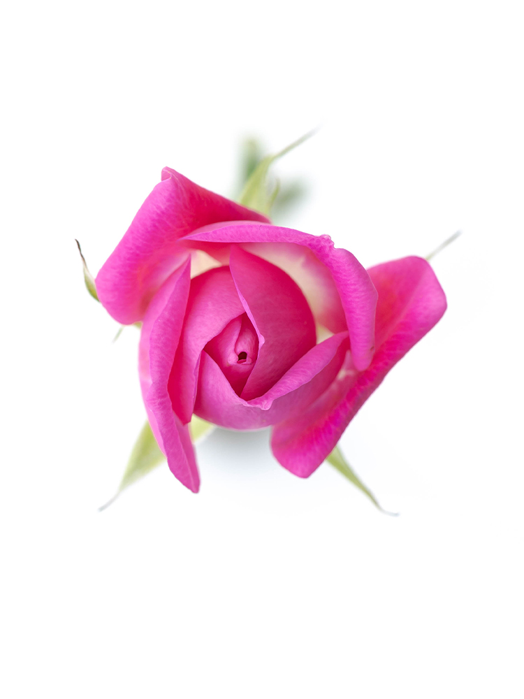 生花】スプレーバラ(濃ピンク) 品種おまかせ【70cm/静岡県】｜Flower