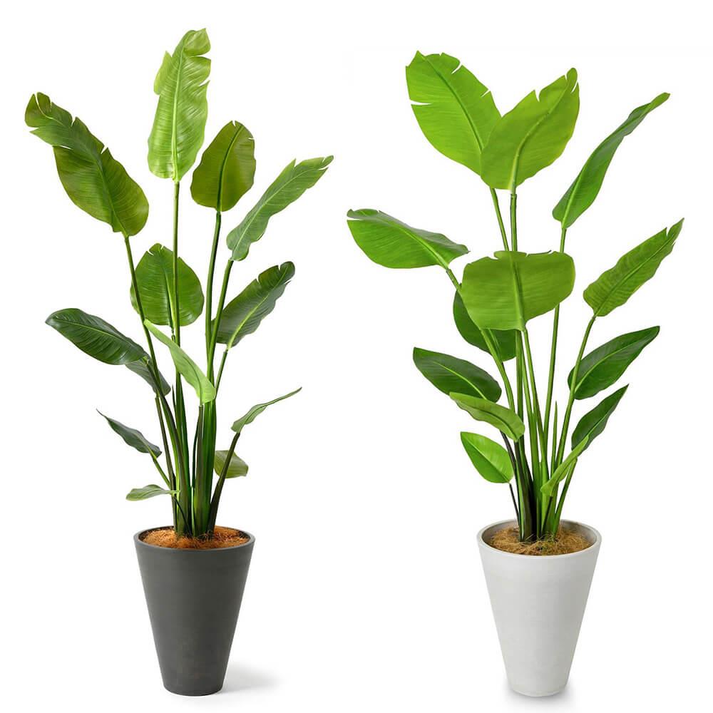 ストレチア 高さ160cm (フェイクグリーン 人工観葉植物 大型