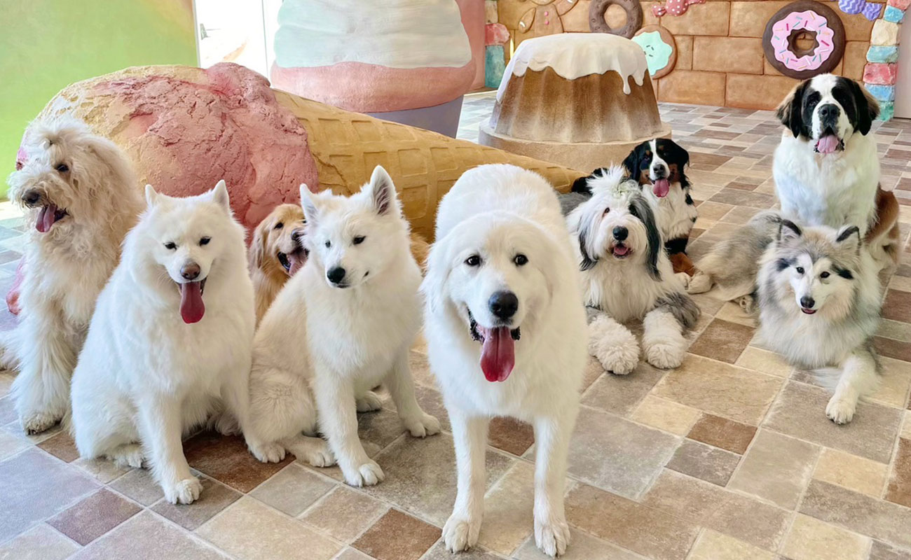 ラルム - 大型犬カフェ GRAND MOU《ぐらんむー》 | 千葉県木更津市大型