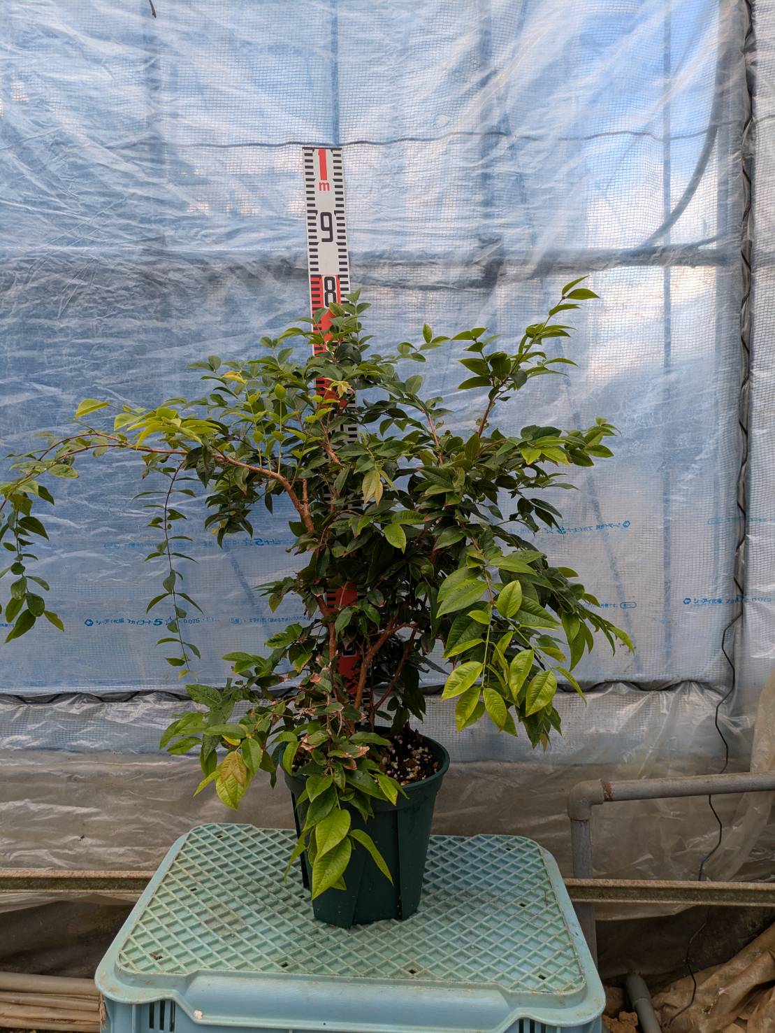 ジャボチカバ苗 - ちたフルーツビレッジ｜萬秀フルーツ