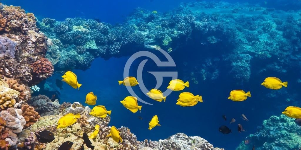 Paul McCormick – Gupton Gallery