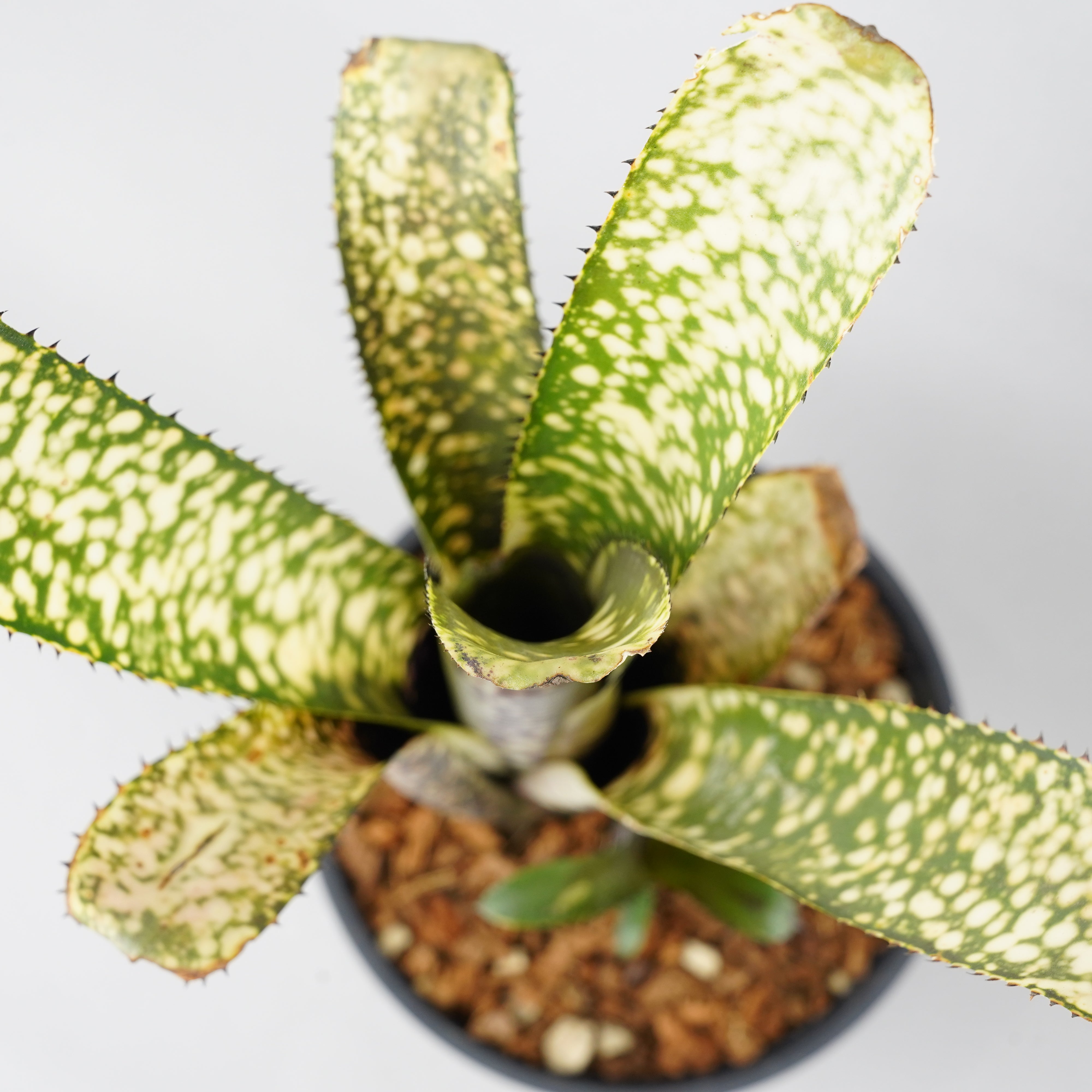ビルベルギア カルサイト「Billbergia Calcite」/TA0011 – Hachi-8