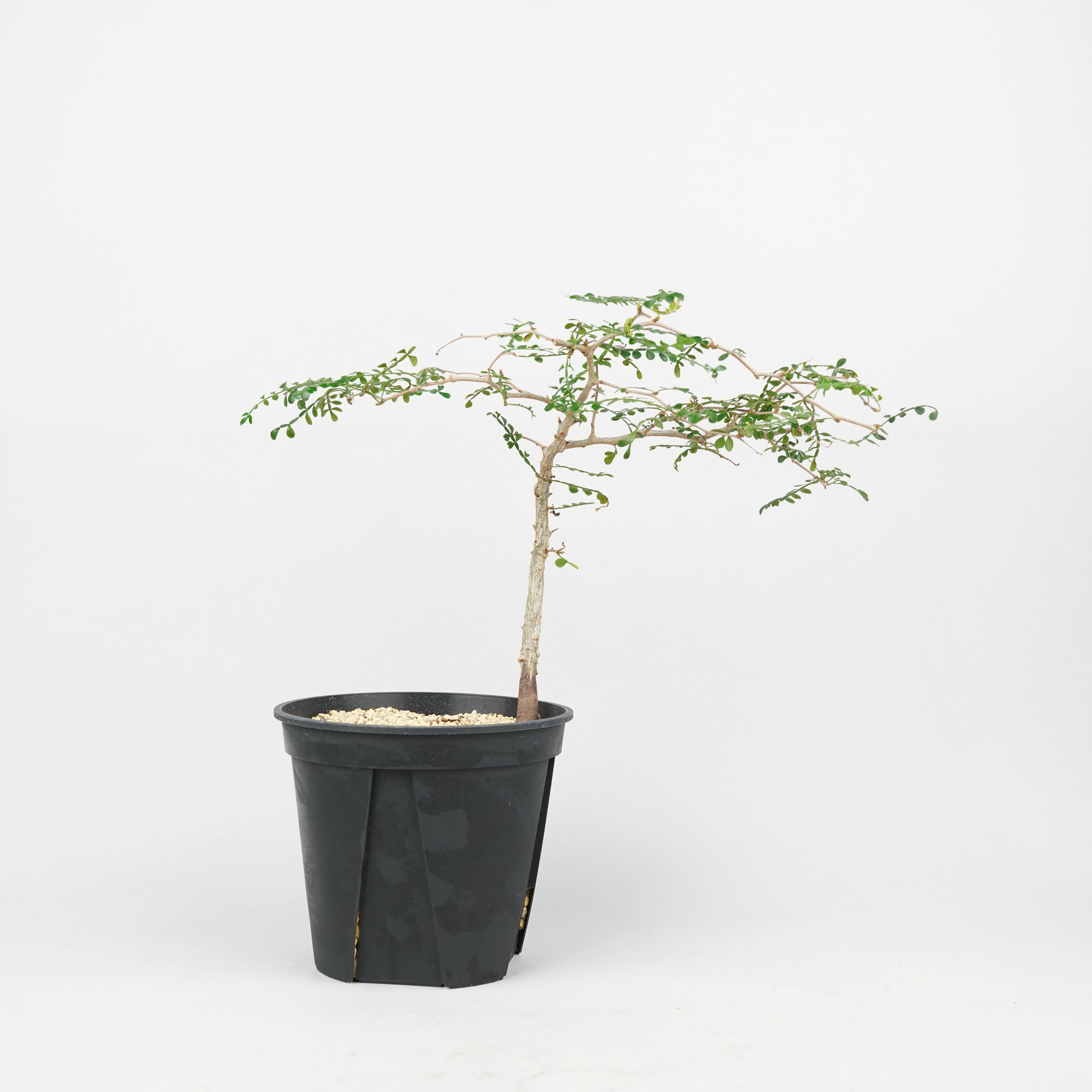 HACHI-8公式】オペルクリカリアパキプス -Operculicarya pachypus