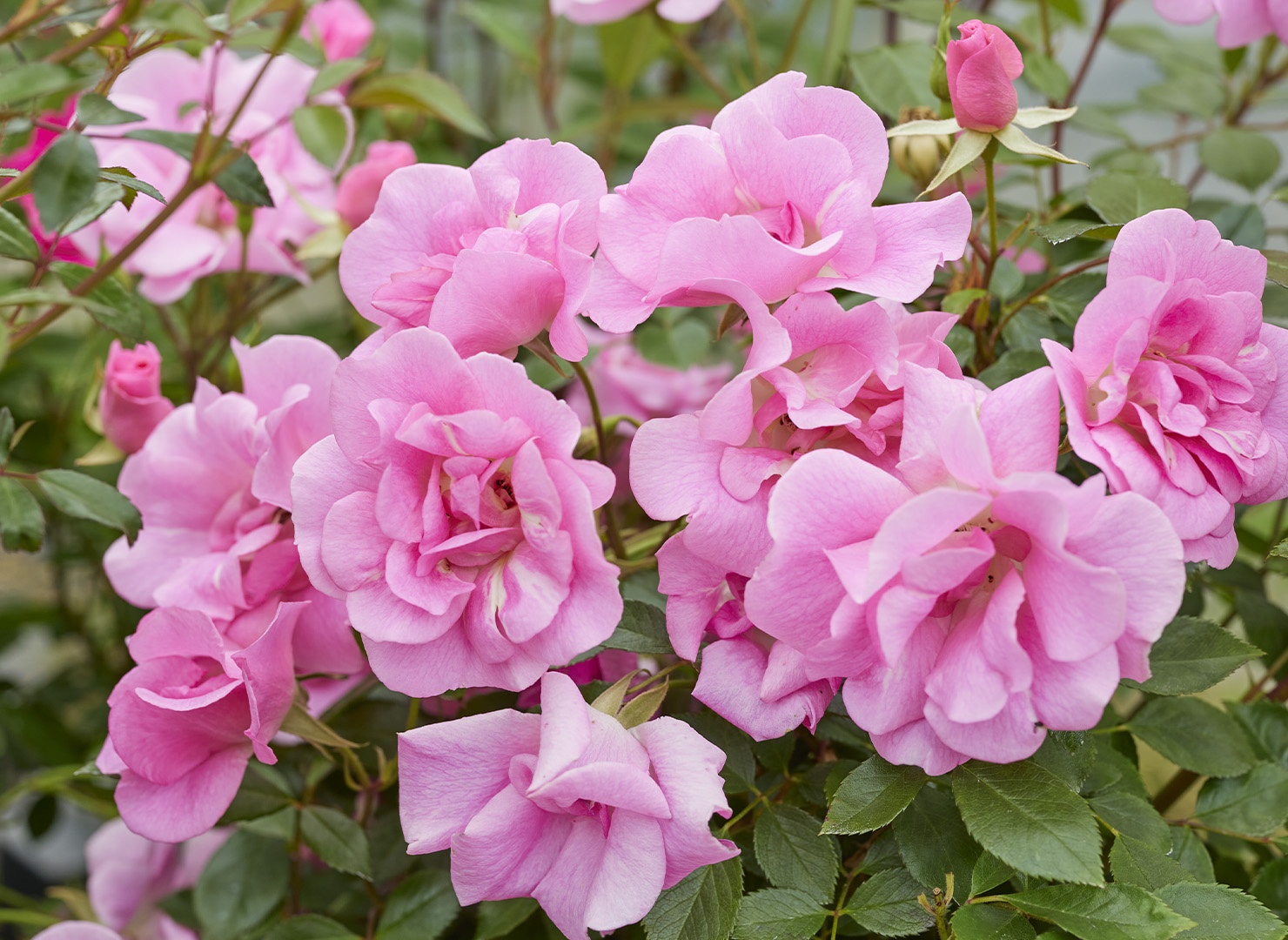 ピンキー – Pinkie | 姫野ばら園八ヶ岳農場