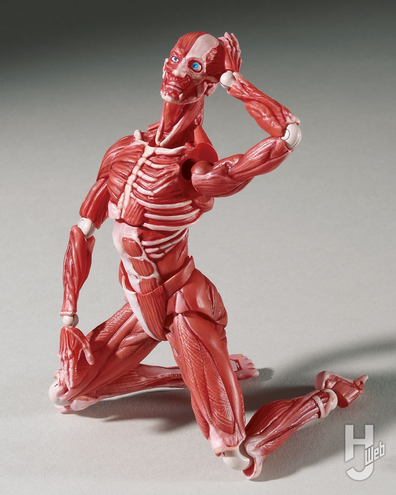理科室の“彼”がまさかの可動フィギュアに！【figma人体模型】 – Hobby